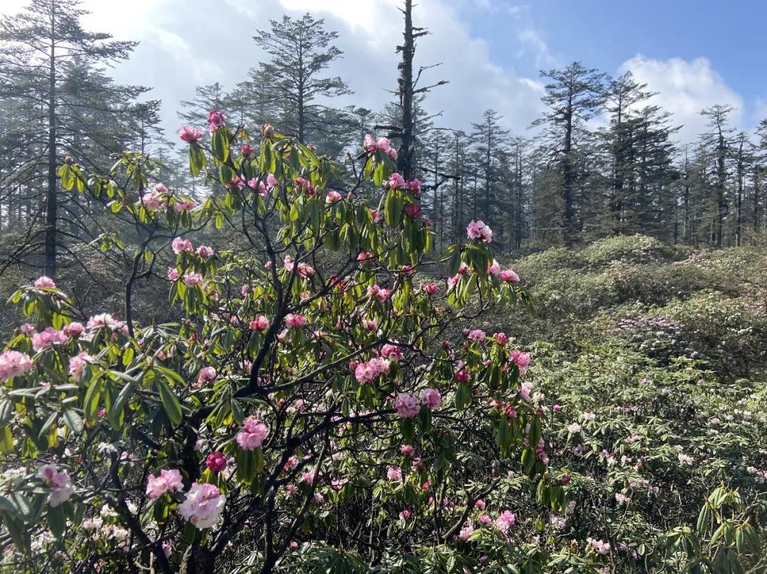 瓦屋高山杜鹃花开正艳 | 春意无限好,赏花正当时