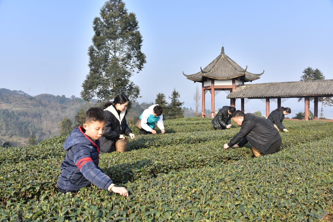 2月7日,我縣止戈鎮青槓坪村的茶農已開始忙著在茶園裡採摘春茶.