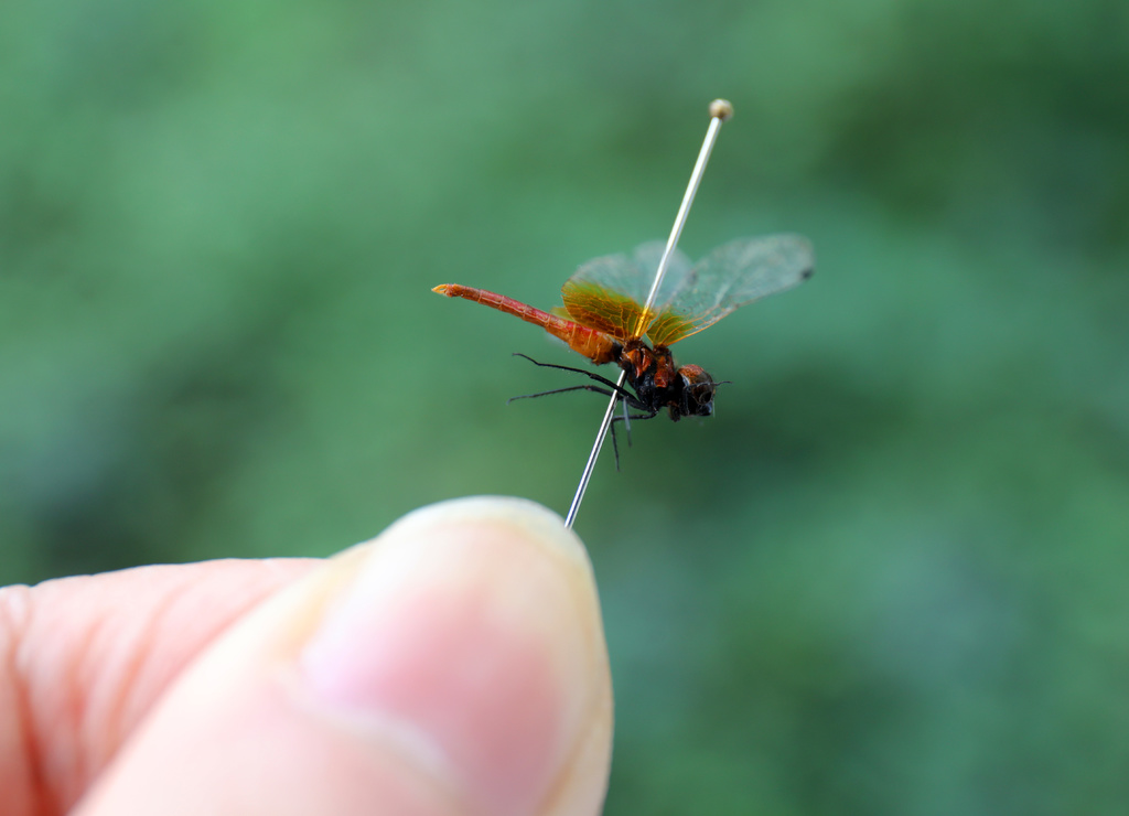 金口河地区收集的一批蜻蜓标本中,有世界上最小的蜻蜓种类——侏红小